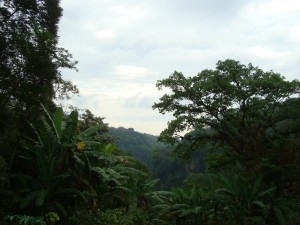 Xalapa jungle