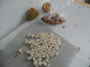 Graines blanches : toutes justes sorties du fruit. Graines marrons : séchage d'une semaine à l'air libre