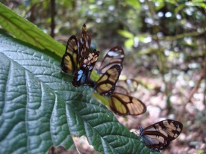samaipata papillon