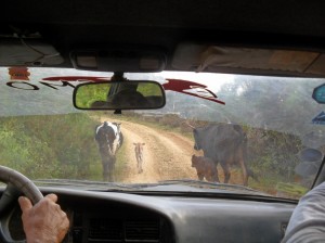 samaipata vaches